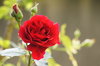 red rose