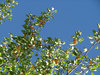 Apricots