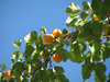 Apricots