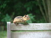 Chipmunk