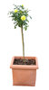 Plant in flowerpot