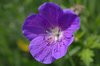 Purple Flower