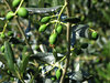 olive tree