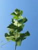 white grapes