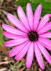 pink daisy