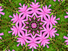 pink daisy garden circle