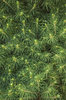 pine