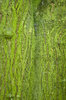 green tree