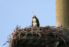 Lookout Below