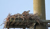 Juvenile Osprey