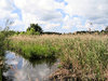 pond with reed at summer