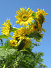 sunflowers