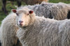 Yorkshire Dales sheep