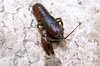 Crawdad