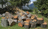 Logs
