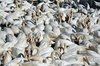 Swans