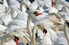 Swans