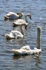 Swans