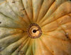 pumpkins