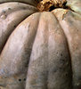 pumpkins