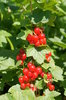 redcurrant