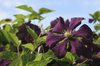 Clematis flowers