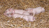 three little pigs