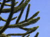 Monkey-puzzle tree