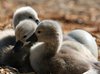 Signets