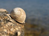 sea shell