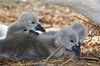 Cygnets