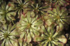 Carnivorous plants
