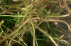 Carnivorous plant foliage