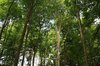 Summer trees