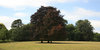 Copper beech landscape