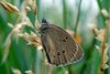 Butterfly from the Satyridae