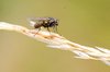 Fly