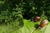Snail Race