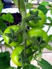 Green tomatoes
