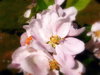 Trine's flowers 1