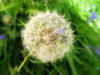 Lajla's Dandelion