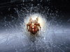 Cross spider 4