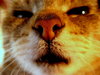 Cat's nose