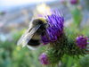 Bumble bee 2