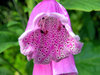 Digitalis purpurea