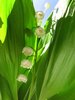 Lily of the Valley
