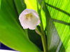 Lily of the Valley