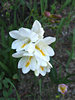 delicate white