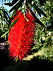 brushed by red