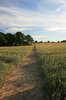 Evening walk